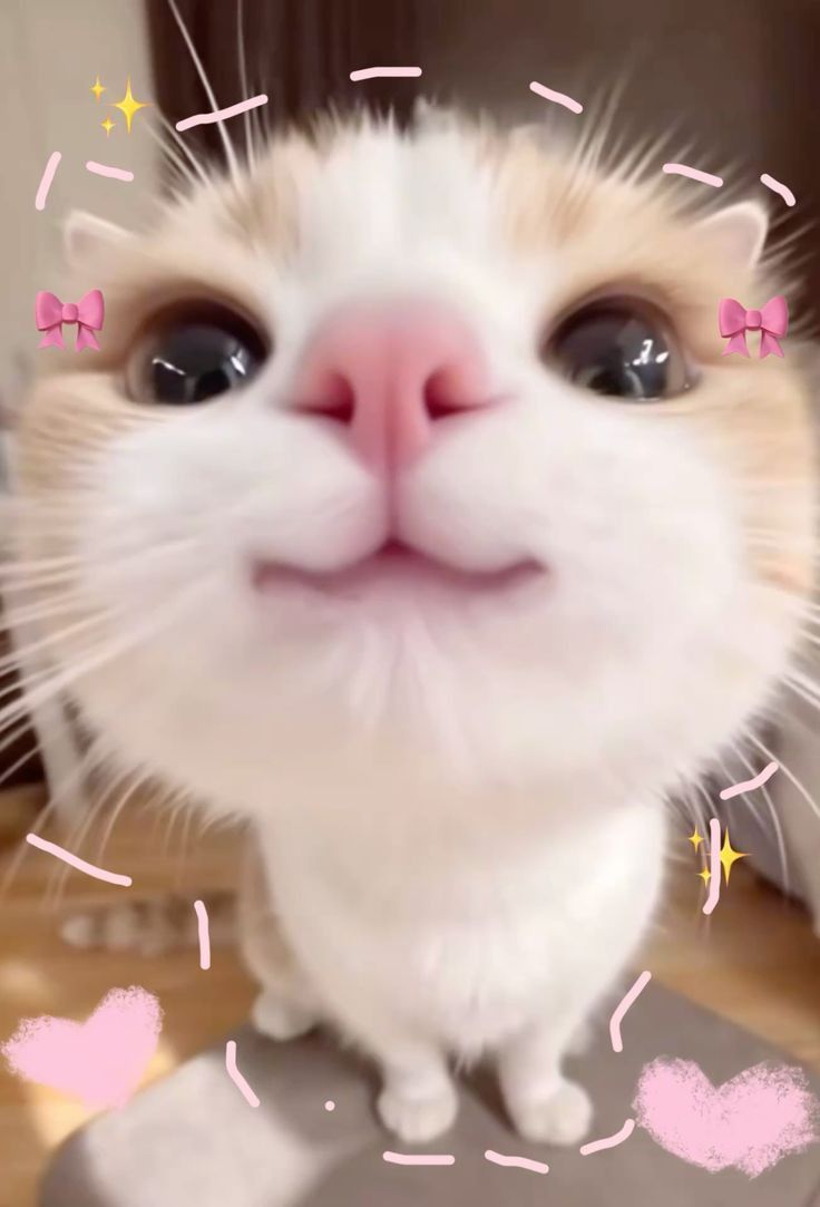 c0zycat